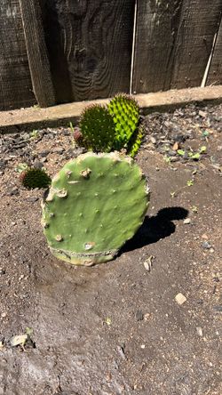 Penka Nopale with Small Nopalitos