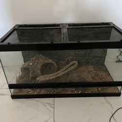 60 Gallon Reptile Tank Setup