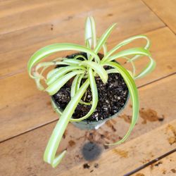 Miscellaneous House Plants