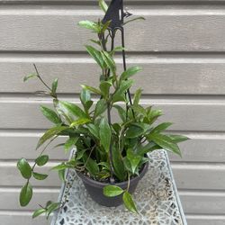 6” hoya pubicalyx royal hawaiian