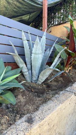 Plants