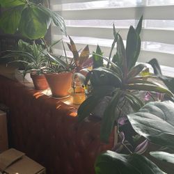 House plants