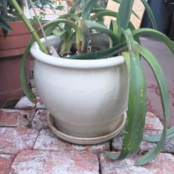 Pot with Plant White Cream Colored Ceramic Pot  10" W X 8 1/2" T