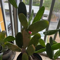 cactus with flower 