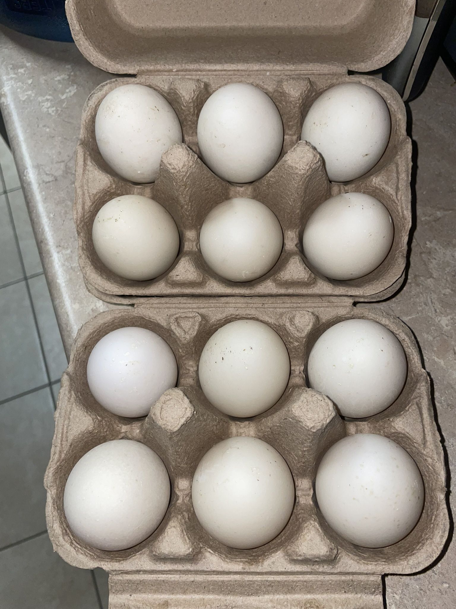Duck Eggs
