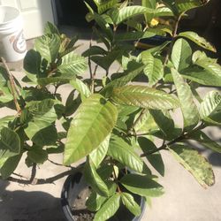 Guava Plant