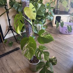 3 Ft Monstera Albo On Lecca Pole