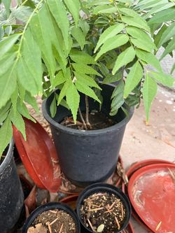 Curry leaf tree