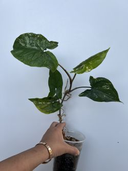 Syngonium Albo Variegated House Plant