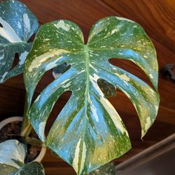 Thai Constellation Monstera 