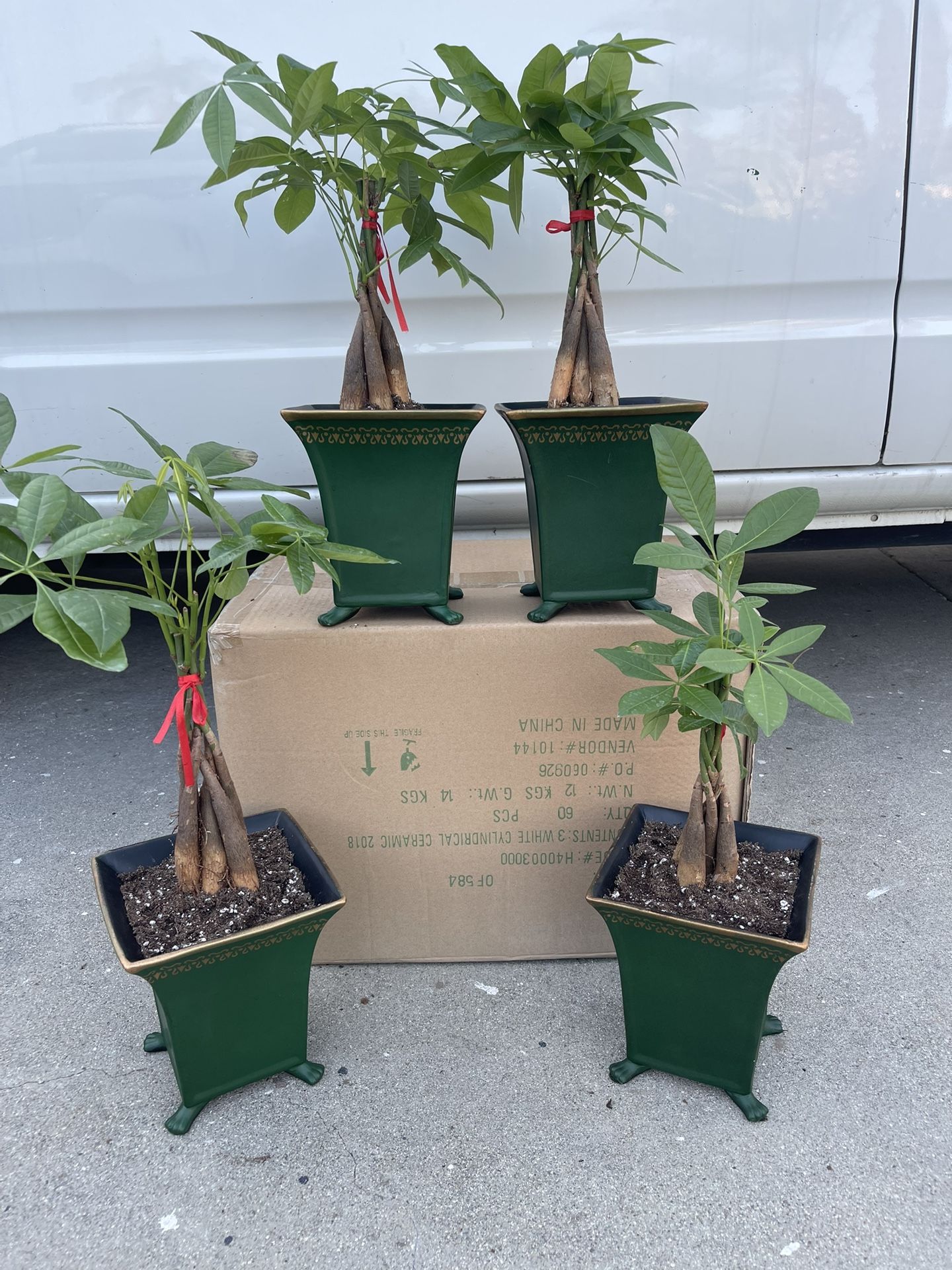 19+ Money Tree Pot 19+ Money Tree Pot