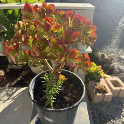 Jade Tree Plant Life