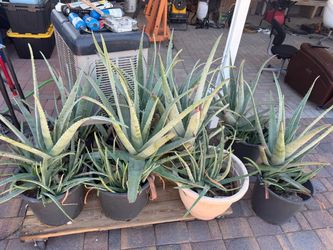 Aloe vera