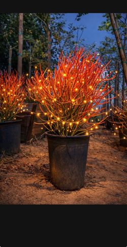 16-24” Beautiful Red Fire Stick Plant In A Pot, Pencil Plant Succulent Red Coral Plant