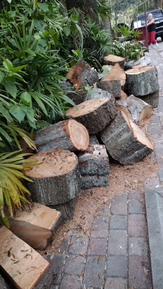 Oak Firewood Free Downtown Orlando