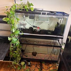 Fish Tanks With Stand