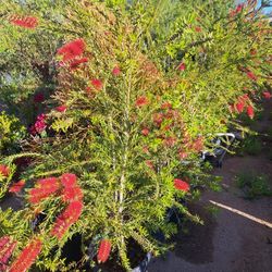 Slim Bottle Brush Trees $65 In A 15 Gallon Container 