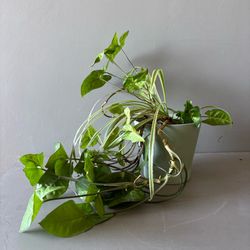 Live Arrowhead Plant & Spider Plant Combo in 6.5" Ceramic Pot Indoor Houseplant