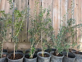 Olive Trees 2 foot tall $20 each