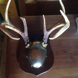 Deer Mount & Antlers