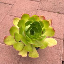 Beautiful Large Aeonium Plant Succulent Flower Cabbage In Pot Home Patio Yard Garden Lawn 