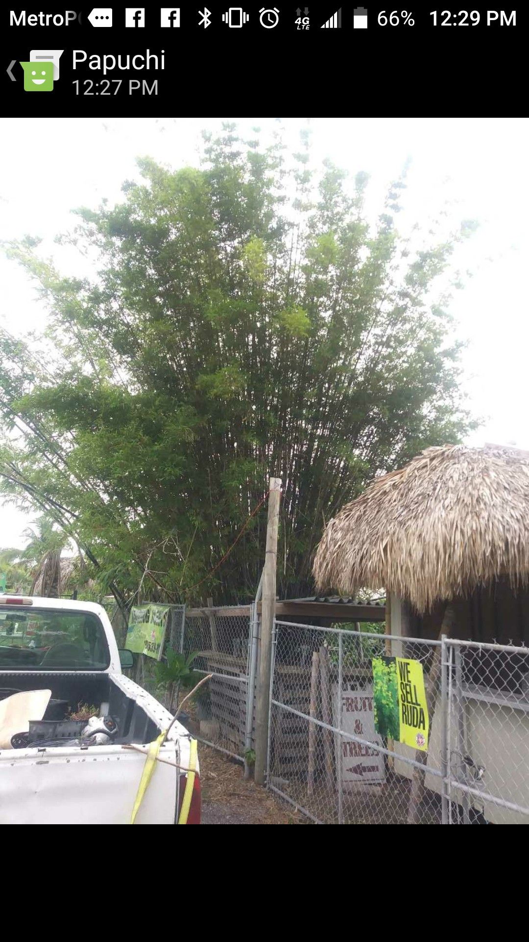 Bamboo plants