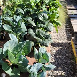Heirloom And Heratige Organic Veggie Starters 