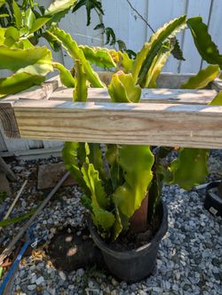Mature Dragon Fruit Plant!  Fruiting Soon!
