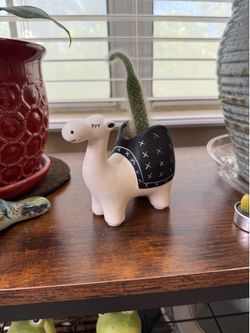 Live Monkey Tail Cactus Plant with ceramic Camel Pot (Please read full description)
