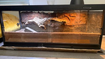 Desk and terrarium
