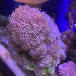 Duncan Coral 25 Each Head Home Grown 15 Year Colony