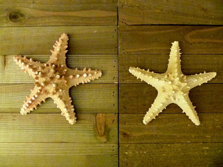 Knobby jungle starfish 6 - 7" 