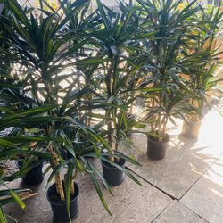 Indoor plants 🌱 