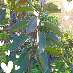 Rubber Fig Plants 7gl $45