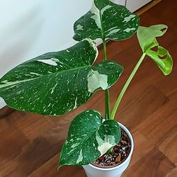 Live Healthy Monstrera Thai Constellation Beautiful Houseplants With Nursery Pot And Cramic Pot  .$30