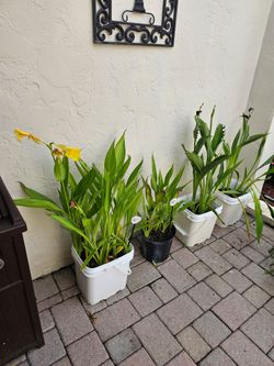 Yellow Canna Lilly