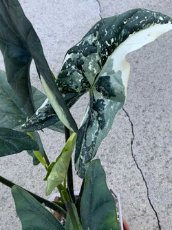 Alocasia Simpo Albo with (2) corms
