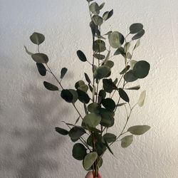 Fresh Silver Dollar Eucalyptus