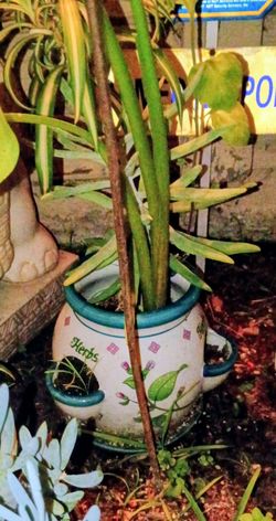 Succulent In Spanish Style Pot