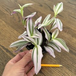 Pink Nanouk Tradescantia In 4” Pot. Pick Up In Millbrae