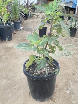 Fig Tree 15 Gal 