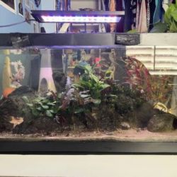 Fish Tank Aquarium