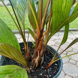 Areca vestiaria Red (maroon leaf)
