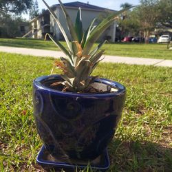 GORGEOUS Well Rooted Pineapple Plant In Blue Ceramic Pot All For Only $15!!!