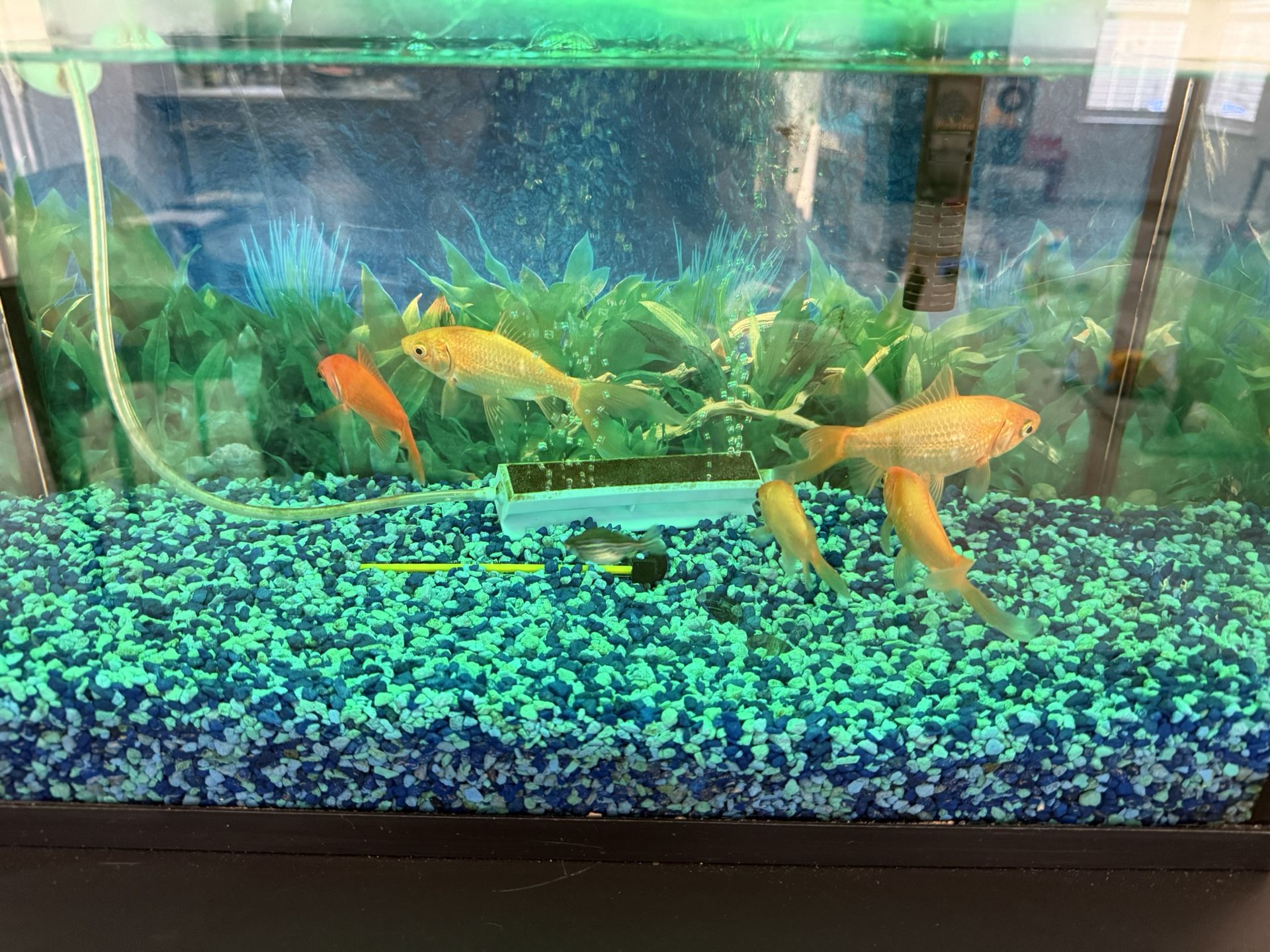 Large Fish Tank