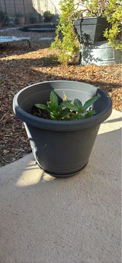 Potted Green Plant in Grey Planter