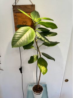 Rehoming Multiple House Plants!