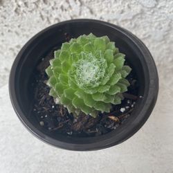 4 Inch Pot Succulent Plant - Sempervivum Arachnoideum - Cob Webbed Houseleek - Sempervivum Cobweb - Rooted & Stablished - Drought Resistant 🪴