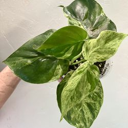Variegated Heart Leaf Philodendron plant with multiple vines in the pot