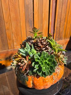 Large 11x 11 Live Succulent Pumpkin Fall Centerpiece